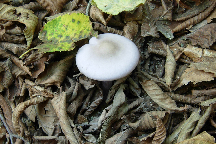 Fungo viola